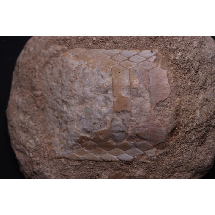 MYLIOBATIS sp.  Ypresian  Oued Zem, Khourigba, MOROCCO