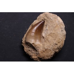 DENT DE MOSASAURE   Mosasaurus baugei -  Maestrichtien - Oued Zem,  Maroc