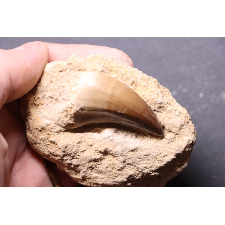 DENT DE MOSASAURE   Mosasaurus baugei -  Maestrichtien - Oued Zem,  Maroc