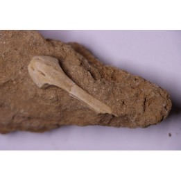 MUSEAU DE MOSASAURE - HALISAURUS ARAMBOURGI (Bardet & alii,2004) - Maestrichtien - Oued Zem, Maroc