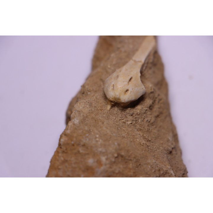 MOSASAUR MUZZLE // HALISAURUS ARAMBOURGI (Bardet & alii,2004) //Maestrichtian // Oued Zem - Morocco