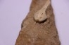 MOSASAUR MUZZLE // HALISAURUS ARAMBOURGI (Bardet & alii,2004) //Maestrichtian // Oued Zem - Morocco