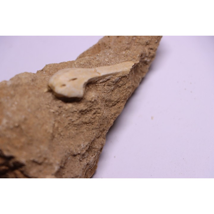 MOSASAUR MUZZLE // HALISAURUS ARAMBOURGI (Bardet & alii,2004) //Maestrichtian // Oued Zem - Morocco