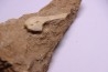 MOSASAUR MUZZLE // HALISAURUS ARAMBOURGI (Bardet & alii,2004) //Maestrichtian // Oued Zem - Morocco