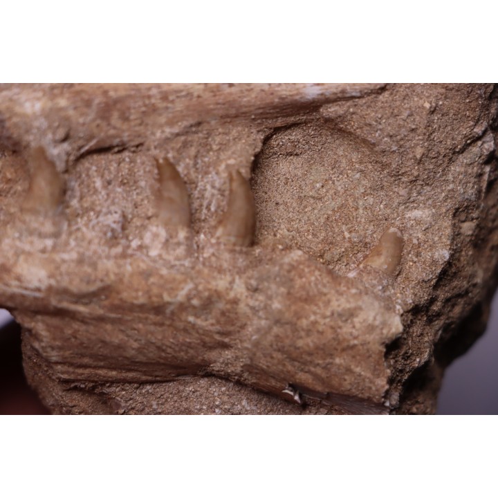 MOSASAUR jaw// HALISAURUS ARAMBOURGI (Bardet & alii,2004) //Maestrichtian // Oued Zem - Morocco