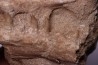 MOSASAUR jaw// HALISAURUS ARAMBOURGI (Bardet & alii,2004) //Maestrichtian // Oued Zem - Morocco