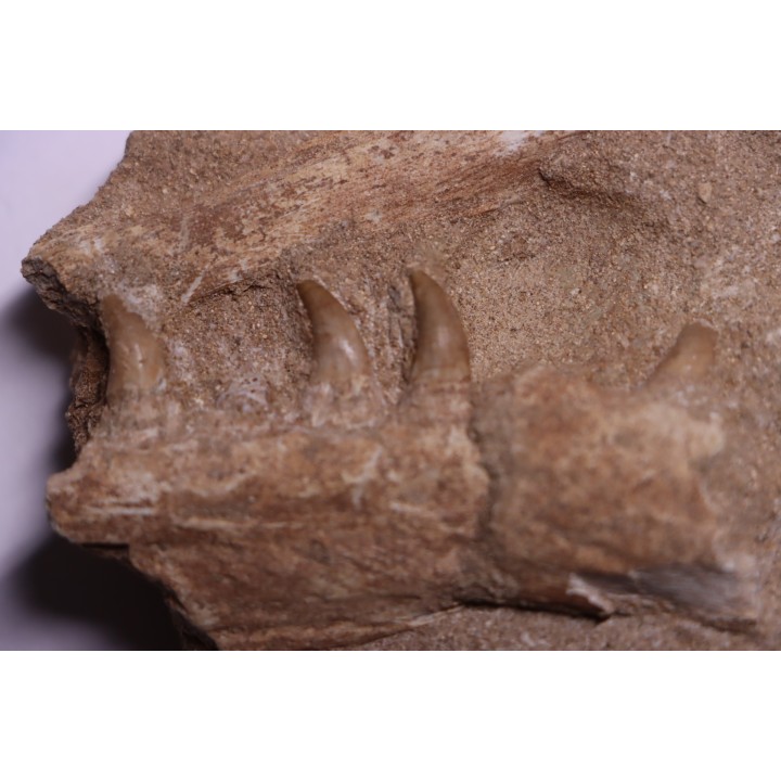 MOSASAUR jaw// HALISAURUS ARAMBOURGI (Bardet & alii,2004) //Maestrichtian // Oued Zem - Morocco