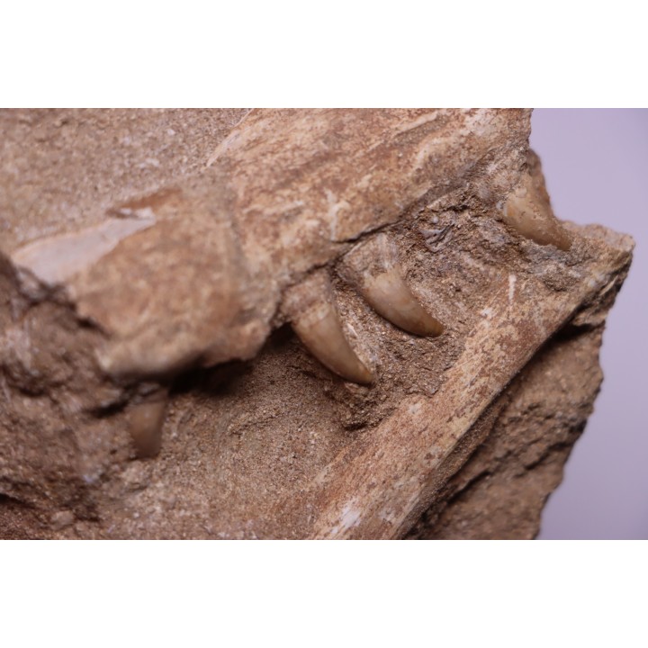 MOSASAUR jaw// HALISAURUS ARAMBOURGI (Bardet & alii,2004) //Maestrichtian // Oued Zem - Morocco