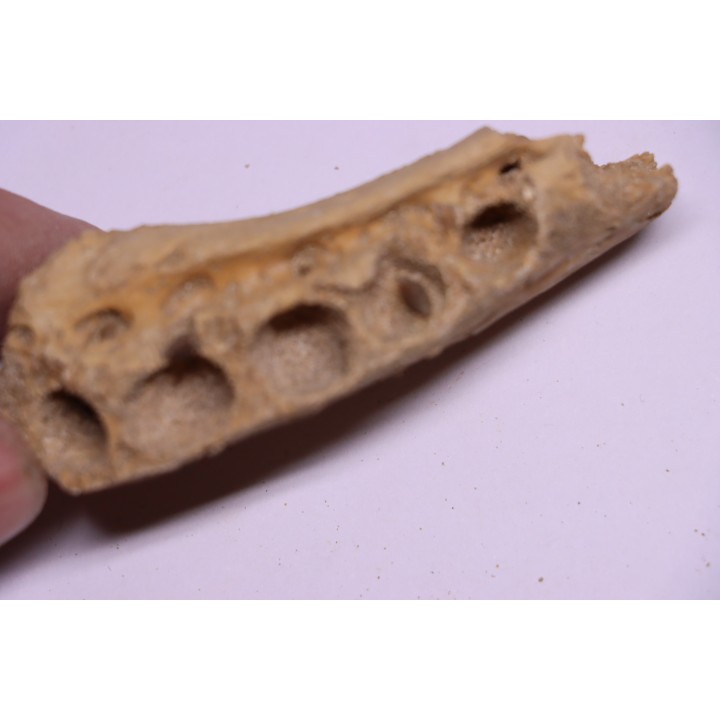 elasmosaur jaw: zarafasaura oceanis - Maestrichtian - Oued Zem - Morocco