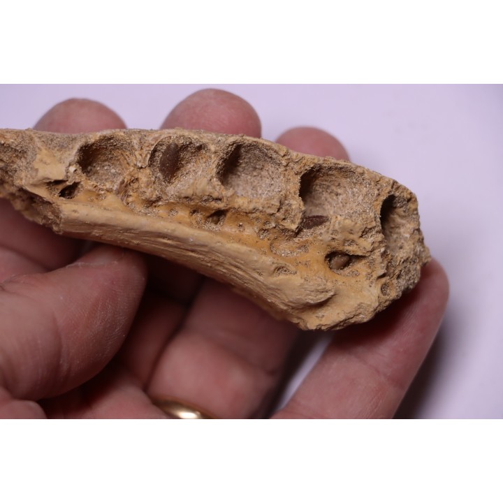 mâchoire D'ELASMOSAURE :  Zarafasaura Oceanis - Maestrichtien - Oued Zem - Maroc