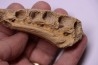 mâchoire D'ELASMOSAURE :  Zarafasaura Oceanis - Maestrichtien - Oued Zem - Maroc