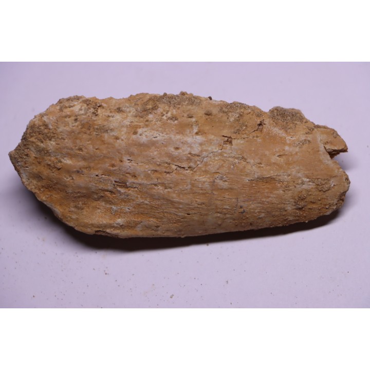 elasmosaur jaw: zarafasaura oceanis - Maestrichtian - Oued Zem - Morocco