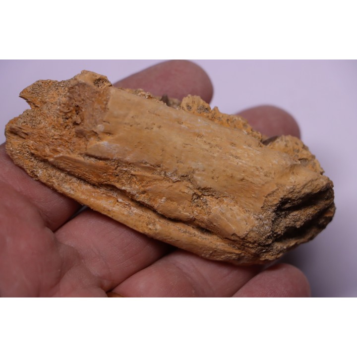 mâchoire D'ELASMOSAURE :  Zarafasaura Oceanis - Maestrichtien - Oued Zem - Maroc