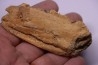mâchoire D'ELASMOSAURE :  Zarafasaura Oceanis - Maestrichtien - Oued Zem - Maroc
