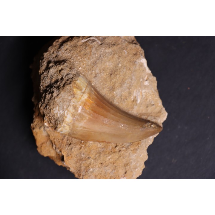 énorme DENT DE MOSASAURE   Mosasaurus baugei -  Maestrichtien - Oued Zem,  Maroc