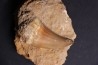 énorme DENT DE MOSASAURE Mosasaurus baugei - Maestrichtien - Oued Zem, Maroc