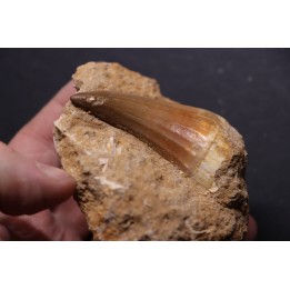 MOSASAURE  tooth Mosasaurus baugei - Maastrichtian - Oued Zem - Morocco