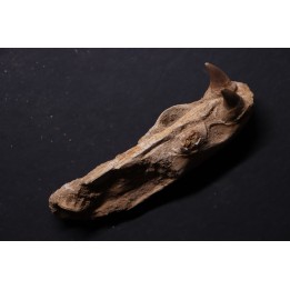 MUSEAU DE MOSASAURE - Prognathodon Anceps - Maestrichtien - Oued Zem, Maroc