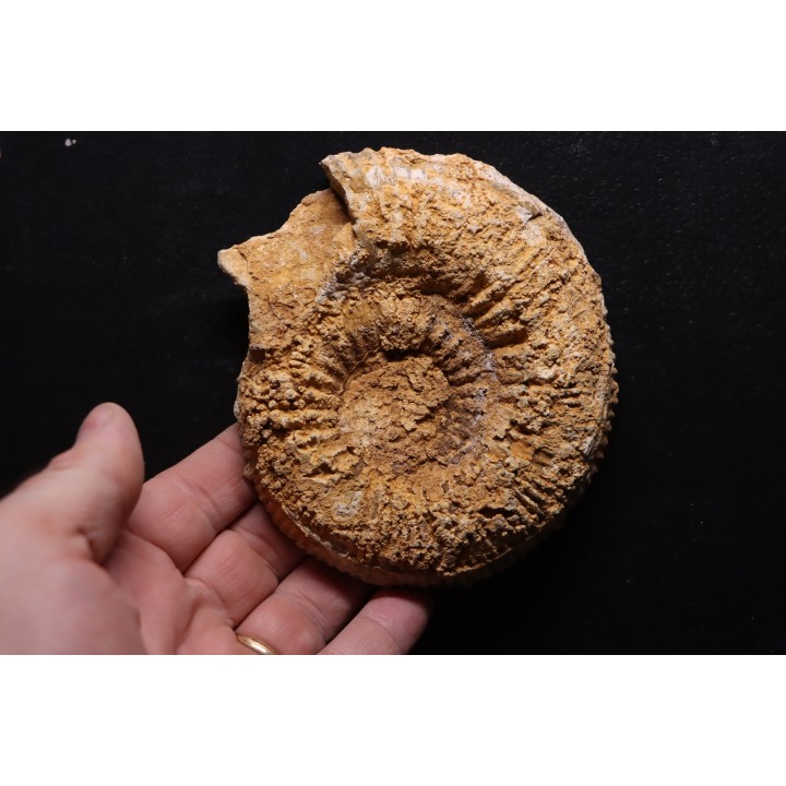 belle ammonite sciée avec loges en quartz - jurassique - Normandie, FRANCE