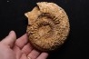 belle ammonite sciée avec loges en quartz - jurassique - Normandie, FRANCE