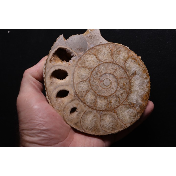 belle ammonite sciée avec loges en quartz - jurassique - Normandie, FRANCE