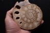 belle ammonite sciée avec loges en quartz - jurassique - Normandie, FRANCE