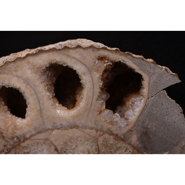 belle ammonite sciée avec loges en quartz - jurassique - Normandie, FRANCE