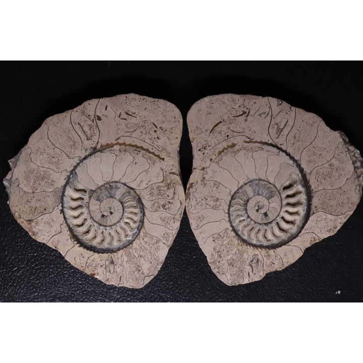 belle ammonite sciée recto/verso avec loges en calcite   jurassique  Normandie - FRANCE