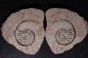 belle ammonite sciée recto/verso avec loges en calcite jurassique Normandie - FRANCE