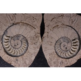 belle ammonite sciée recto/verso avec loges en calcite   jurassique  Normandie - FRANCE