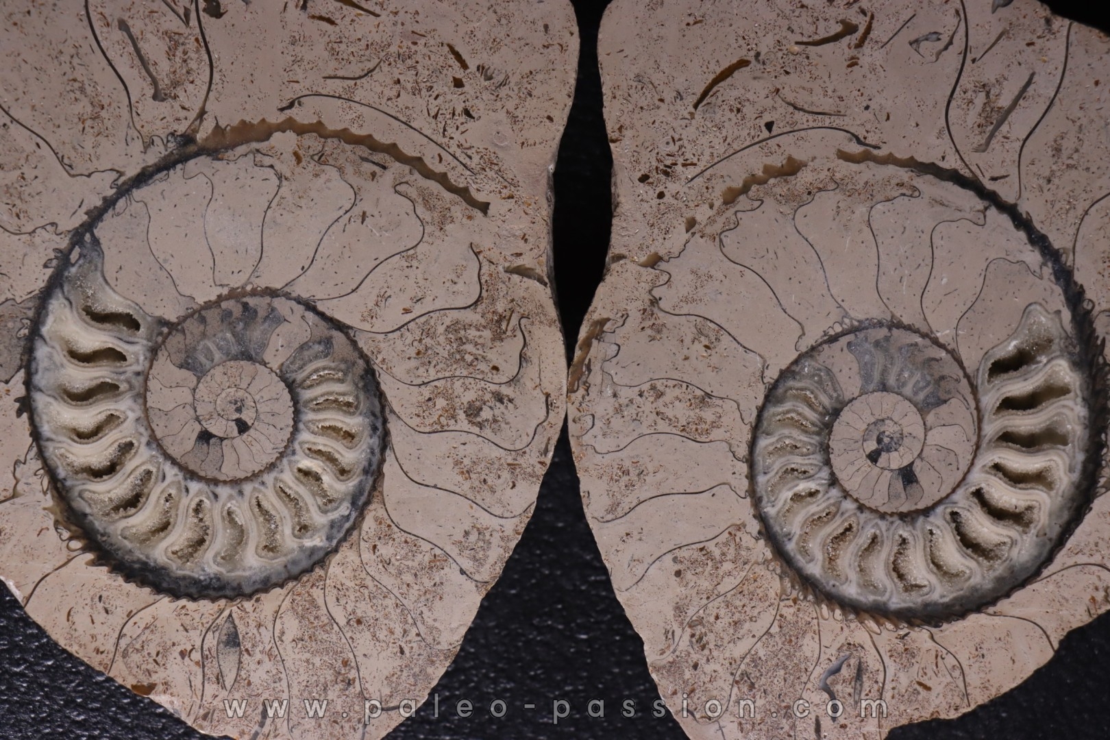 belle ammonite sciée recto/verso avec loges en calcite jurassique Normandie - FRANCE