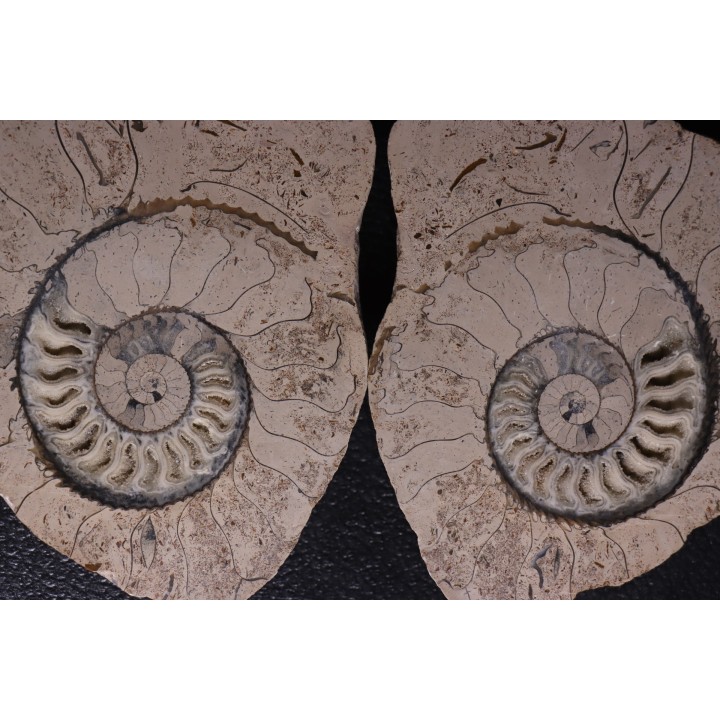 belle ammonite sciée recto/verso avec loges en calcite   jurassique  Normandie - FRANCE