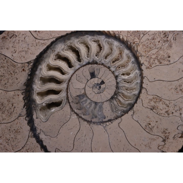 belle ammonite sciée recto/verso avec loges en calcite   jurassique  Normandie - FRANCE