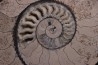 belle ammonite sciée recto/verso avec loges en calcite jurassique Normandie - FRANCE