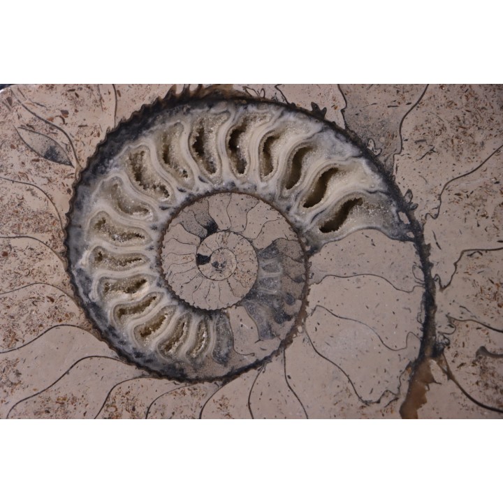 belle ammonite sciée recto/verso avec loges en calcite   jurassique  Normandie - FRANCE