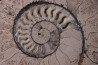 belle ammonite sciée recto/verso avec loges en calcite jurassique Normandie - FRANCE