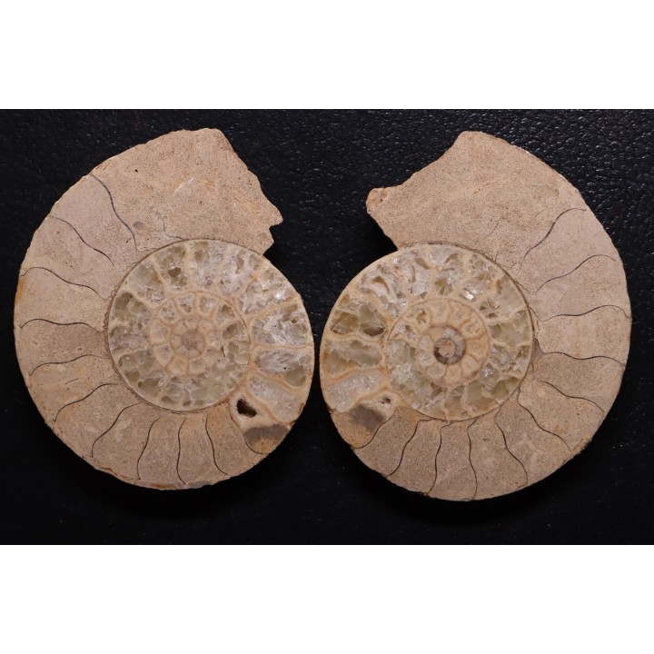 belle ammonite sciée recto/verso avec loges en quartz  jurassique  Normandie - FRANCE