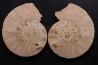 belle ammonite sciée recto/verso avec loges en quartz  jurassique  Normandie - FRANCE