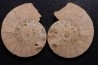 belle ammonite sciée recto/verso avec loges en quartz  jurassique  Normandie - FRANCE