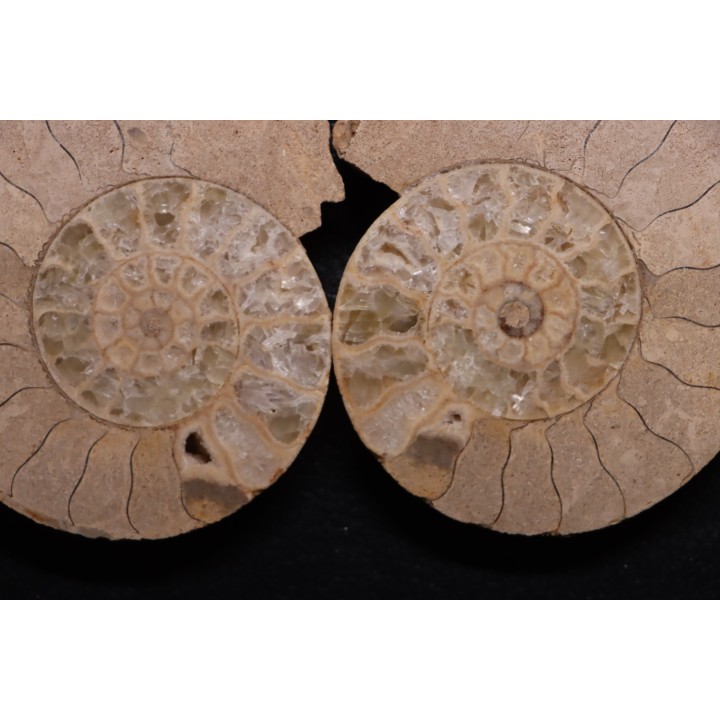 belle ammonite sciée recto/verso avec loges en quartz  jurassique  Normandie - FRANCE