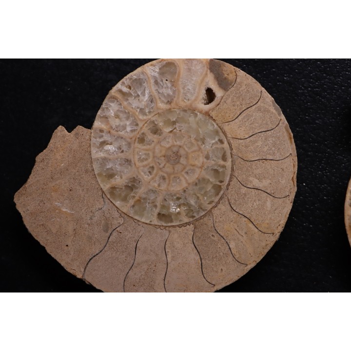 belle ammonite sciée recto/verso avec loges en quartz  jurassique  Normandie - FRANCE