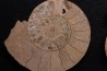 belle ammonite sciée recto/verso avec loges en quartz  jurassique  Normandie - FRANCE