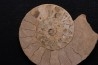 belle ammonite sciée recto/verso avec loges en quartz  jurassique  Normandie - FRANCE