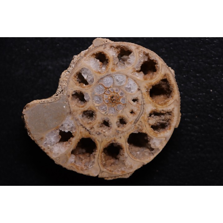 belle ammonite sciée recto/verso avec loges en quartz  jurassique  Normandie - FRANCE