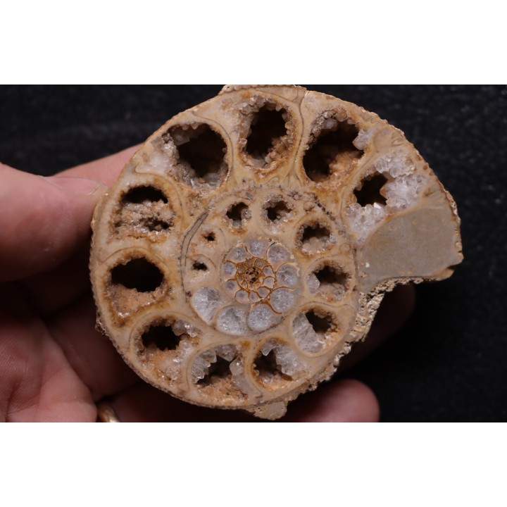 belle ammonite sciée recto/verso avec loges en quartz  jurassique  Normandie - FRANCE