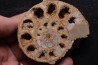 belle ammonite sciée recto/verso avec loges en quartz  jurassique  Normandie - FRANCE