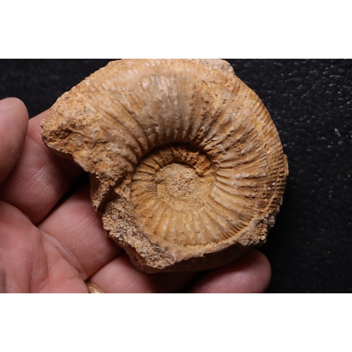 belle ammonite sciée recto/verso avec loges en quartz  jurassique  Normandie - FRANCE