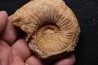 belle ammonite sciée recto/verso avec loges en quartz  jurassique  Normandie - FRANCE