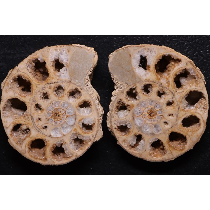 belle ammonite sciée recto/verso avec loges en quartz  jurassique  Normandie - FRANCE