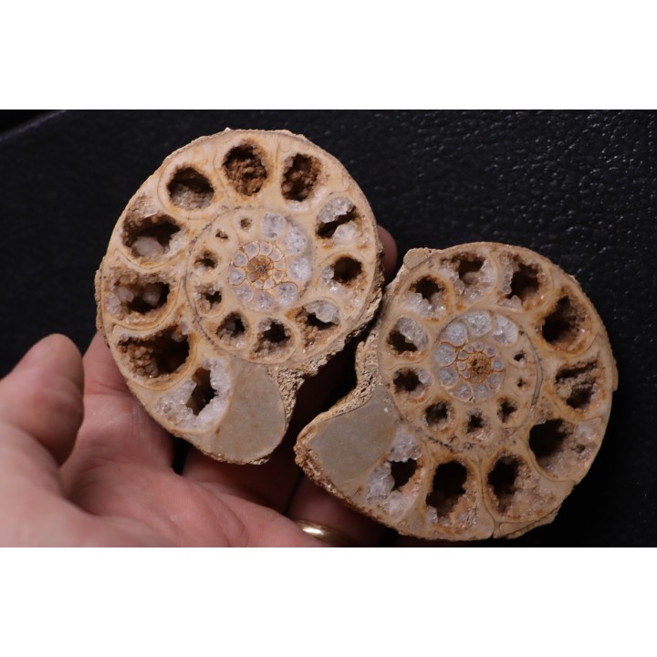 belle ammonite sciée recto/verso avec loges en quartz  jurassique  Normandie - FRANCE